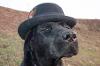 dog wearing a black hat