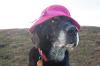 dog wearing a pink hat